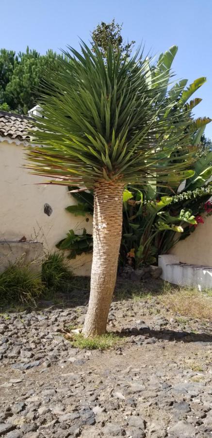 شقة La Casita De La Vega إيكود ذي لوس فينوس المظهر الخارجي الصورة